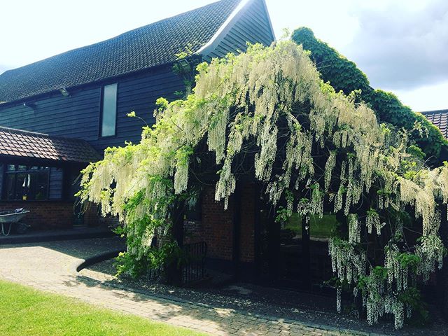 Outdoor arch with hanging flowers